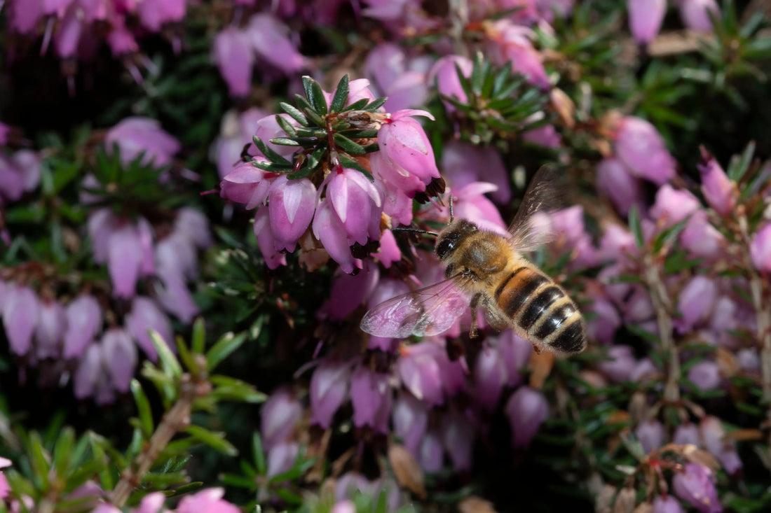 12 Amazing facts about Bees! Staunton Park