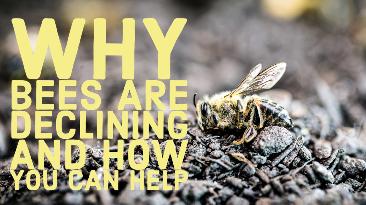 Load video: This video showcases why we all need to support the bees! Please do watch and understand more about how important they are to your own life.