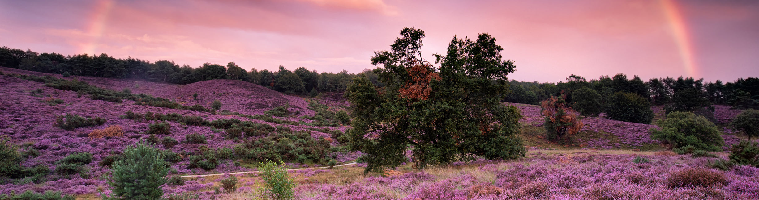 Welsh Heather where our bees roam fry collecting nectar